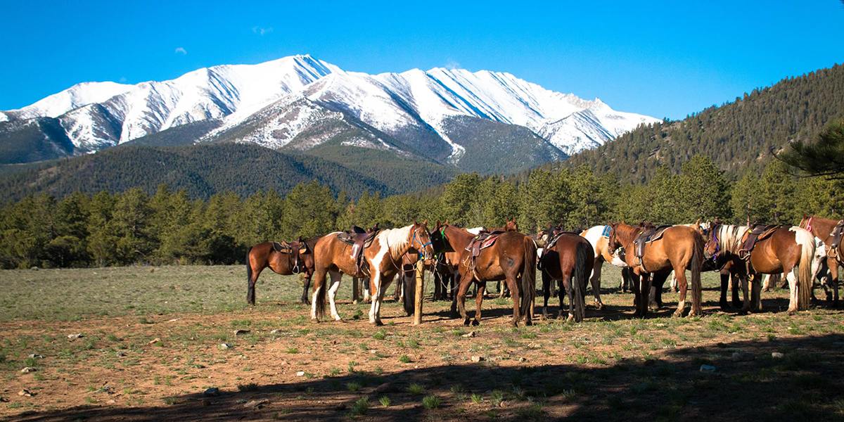 Mountains and Horses